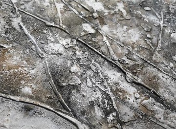 textura de detalle de árbol de plata gris Pinturas al óleo